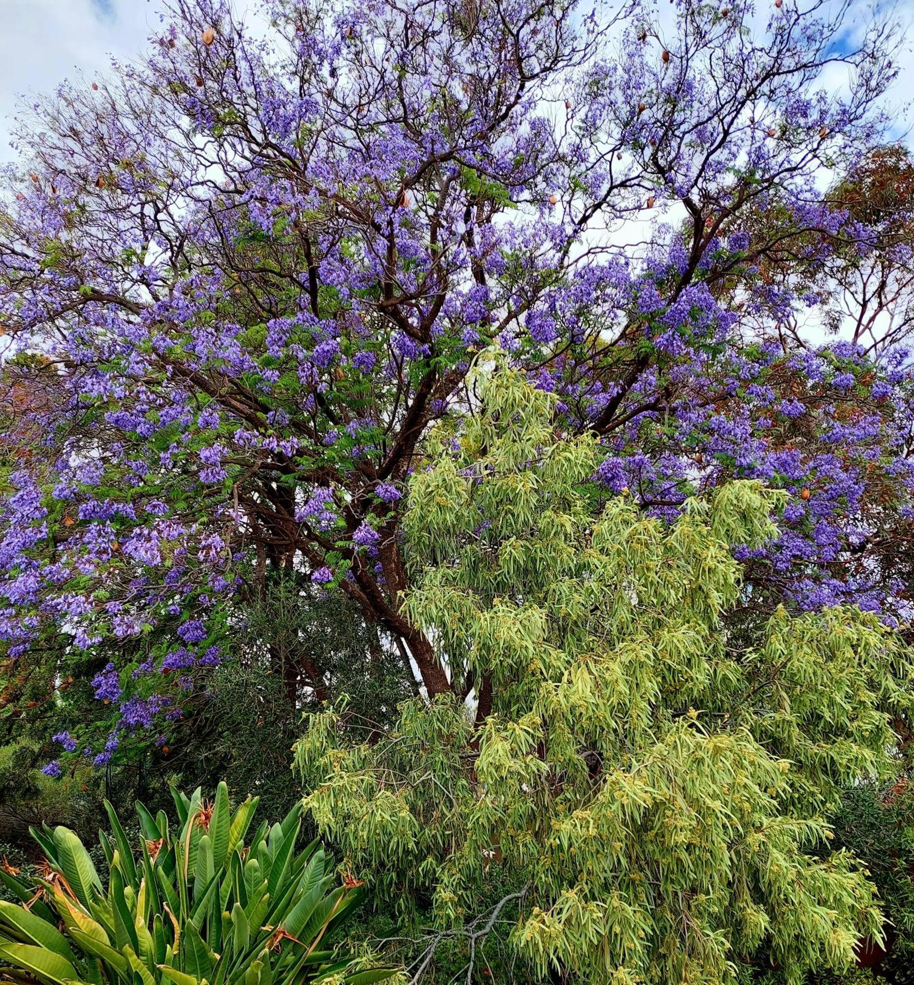Capon Cottage Broken Hill Exterior foto